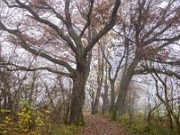 Chiemsee Uferweg durch nebligen Eichenwald